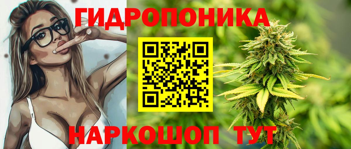 Канабис конопля Сунжа